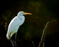 Great White Egret 2