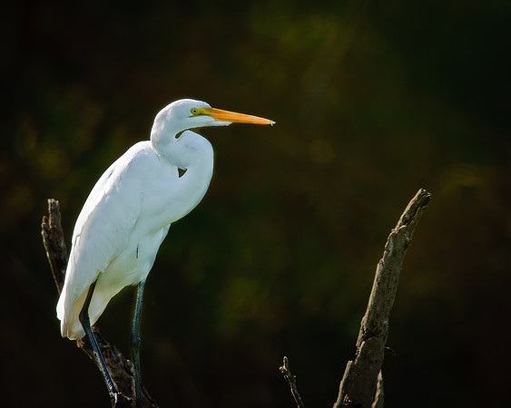 Great White Egret 2