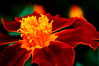 Marigold