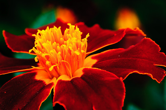Marigold