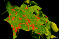 Leaf fungus