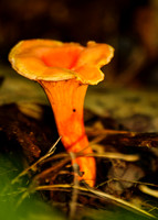 Spring Orange