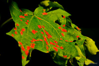 Leaf fungus