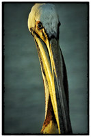 Long face