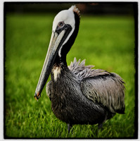 Pelican