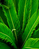 Green on green