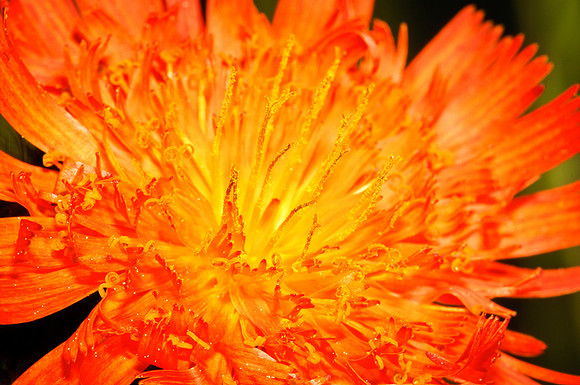 Hawkweed