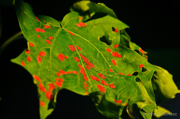 Leaf fungus