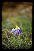 Spring!