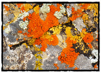 Fall colors