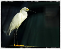 Snowy egret