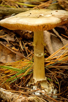 Amanita phalloides