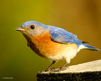 Birds