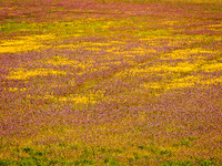 Spring Pastel