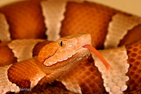 Copperhead II