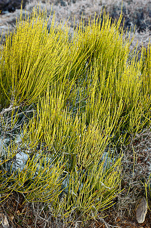 Plant 2