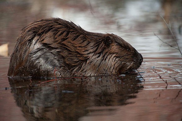 Beaver