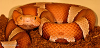 Copperhead I