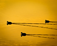 Morning Reflections