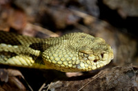 Crotalus horridus