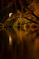 Evening Reflections