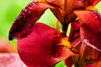 JGBenitez-flower-2