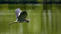 Great Blue Heron Flight 1