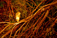 Heron