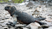 Marine iguana & Mockingbird