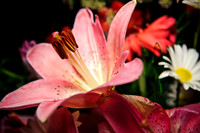 Early morning bunch