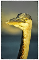 Here's keeping an eye on you!