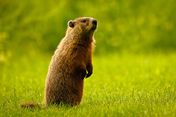 Who's there?