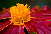 Wet Marigold