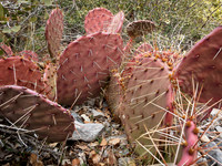 Cactus in snow