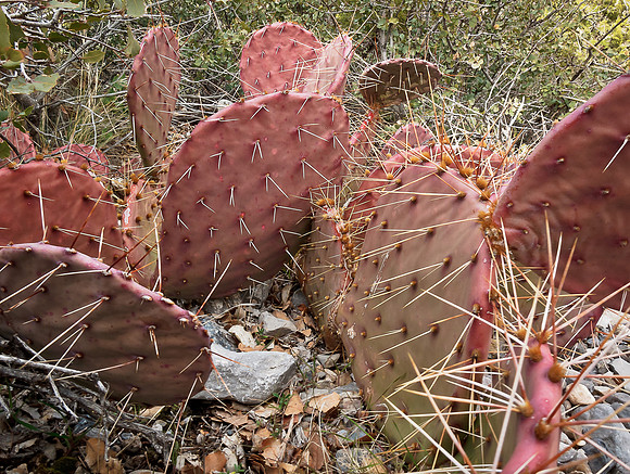 Cactus in snow
