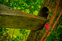 May Rose