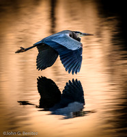 Evening flight