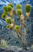 Desert 1