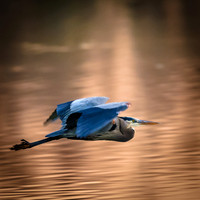 Great Blue Heron II