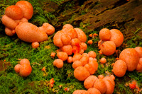 Extended Fungi Family