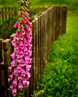 Digitalis and Fence