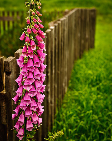 Digitalis and Fence