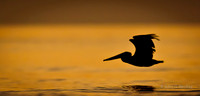 Skimming gold