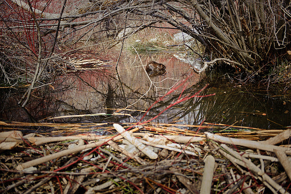Beaver Dam and Beaver