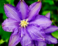 JGBenitez-flower-1