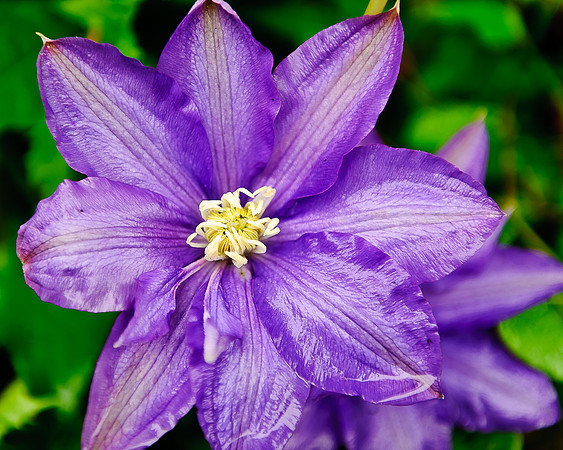 JGBenitez-flower-1