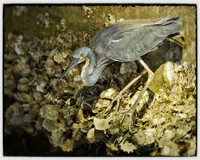 Hunting