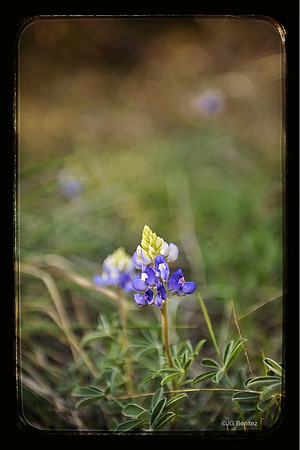 Spring!