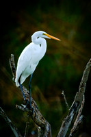 Great White Egret 3