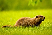 Looking for Supper